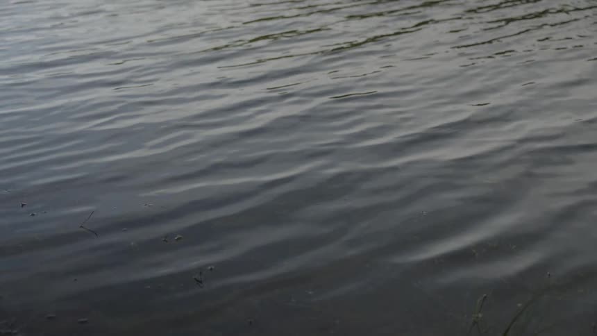 A close-up shot of the dark, murky surface of a lake with gentle ripples