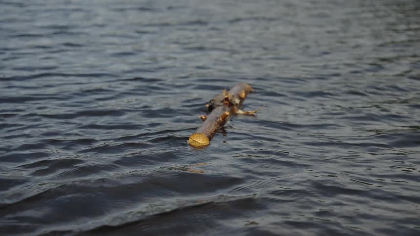 A serene close-up shot of a wooden log floating gently on the dark, rippling water