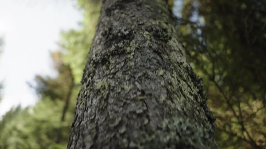 Slow motion close-up of a textured tree trunk with moss, tilting up towards the sky in a dense forest