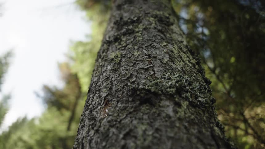 A low-angle close-up shot slowly moves up the textured, mossy bark of a tall evergreen tree in a forest