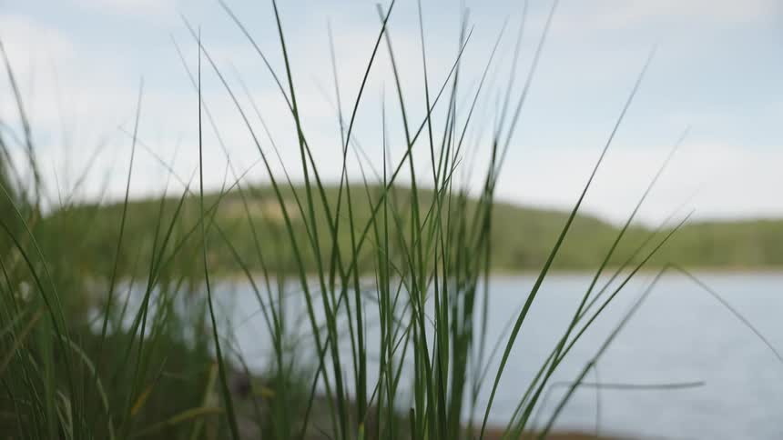 A close-up of tall, green grass gently swaying in the breeze by a serene lake with forested hills in the background