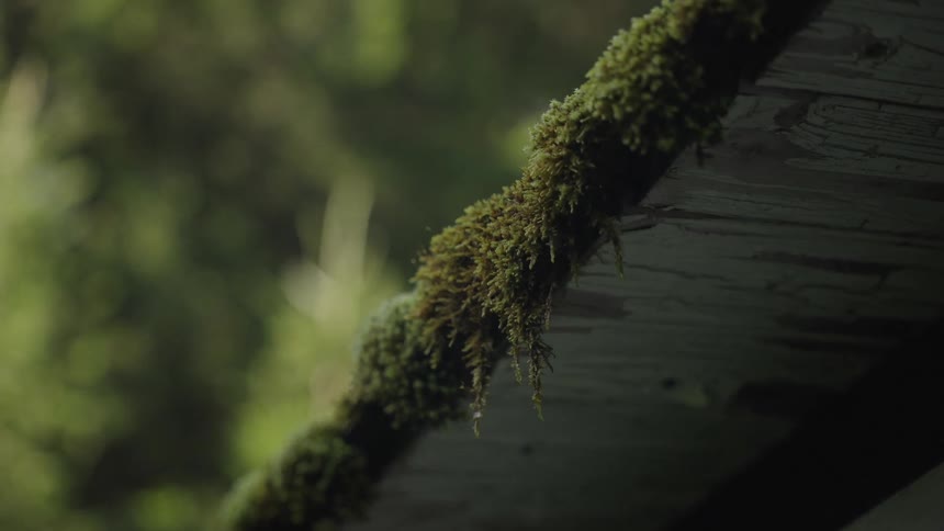 A rack focus reveals details of lush green moss growing on the edge of an old wooden structure in the forest