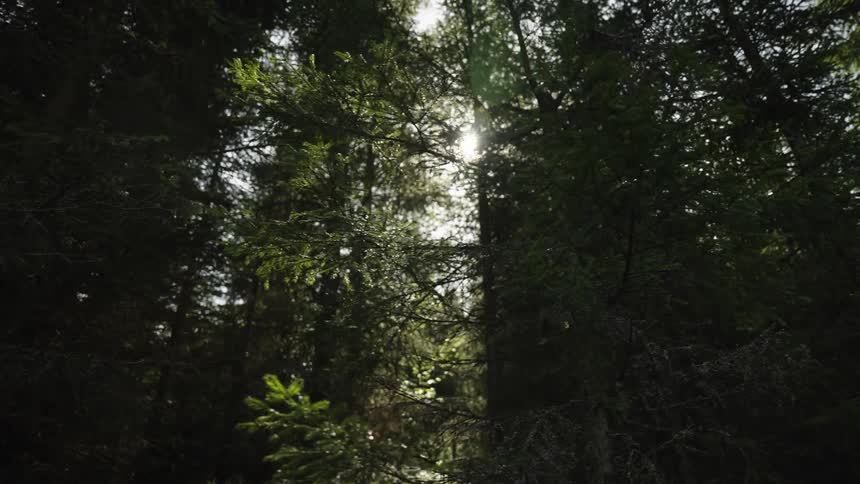 The bright sun filters through the dark evergreen trees in a tranquil and moody forest