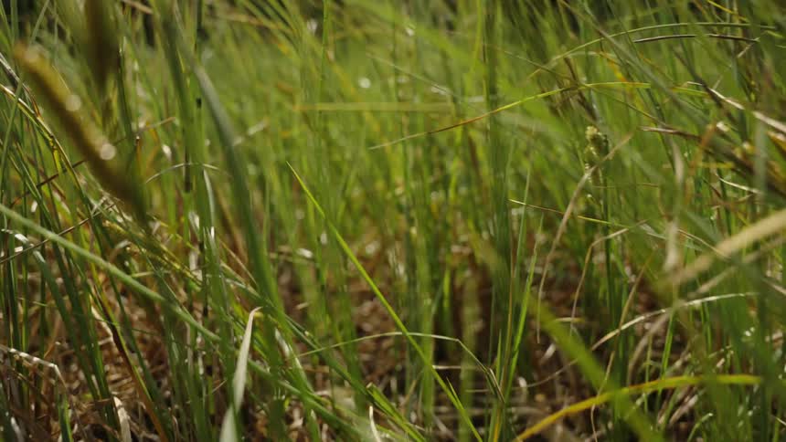 Sunlit blades of vibrant green grass sway gently in a slow-motion breeze