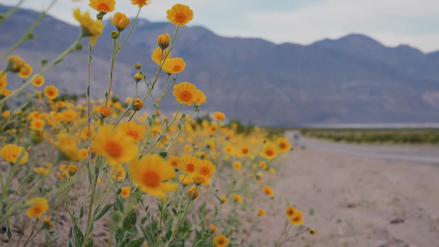 Vibrant yellow desert wildflowers sway in the breeze on the side of a road with mountains in the distance