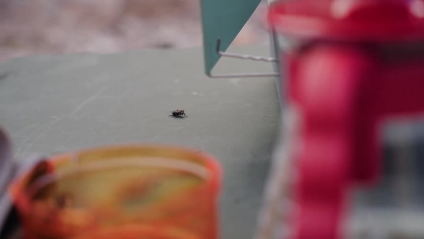A macro shot shows a common housefly cleaning itself on a green tabletop