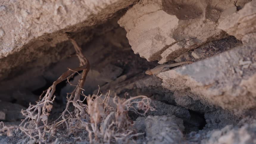 A small, camouflaged lizard cautiously peeks out from a crevice in a dry, rocky environment