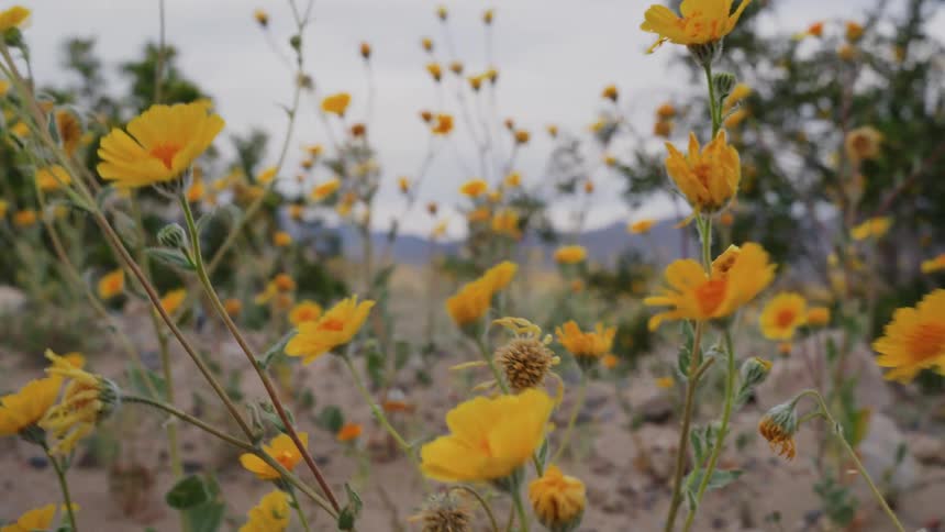 A close-up shot of beautiful yellow desert wildflowers gently swaying in the wind on a cloudy day