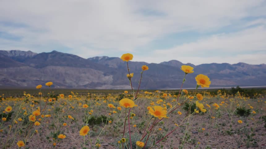 Close-up of bright yellow desert wildflowers swaying in the breeze with a mountain range in the background