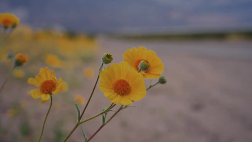 Bright yellow wildflowers blow in the wind on the side of a desert road while a truck with headlights on approaches from a distance at dusk
