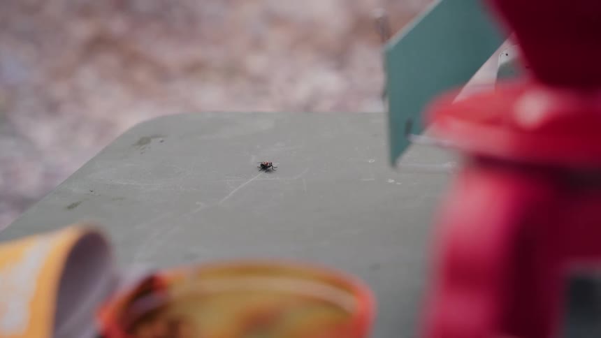 A close-up shot shows a fly meticulously grooming itself while perched on a green plastic surface