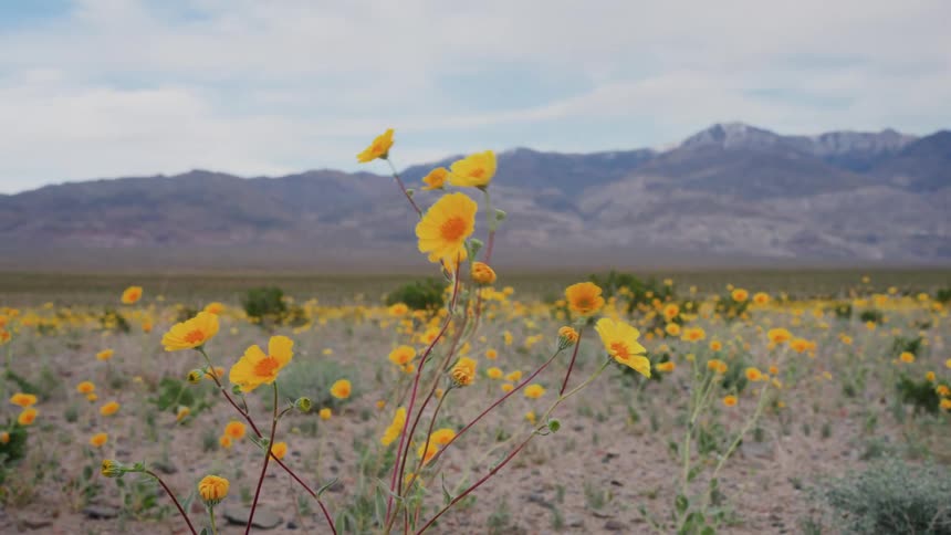 Yellow wildflowers sway in the gentle breeze across a vast desert valley with mountains in the background