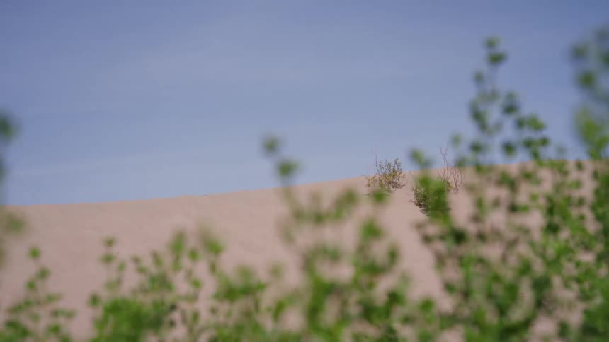 A desert sand dune rises under a clear blue sky, with vibrant green plants in the blurry foreground