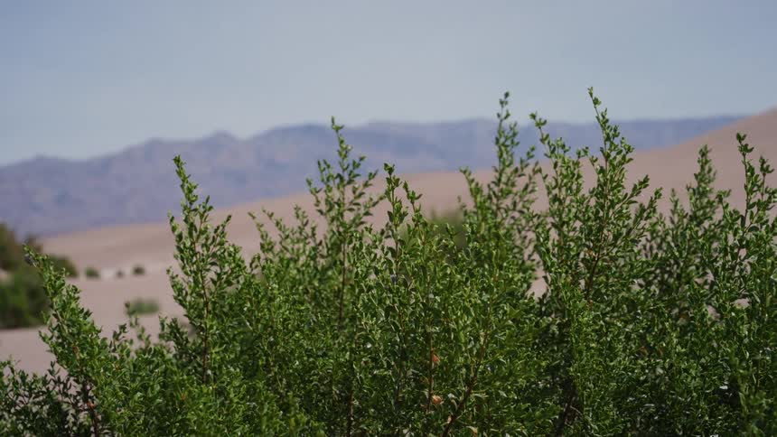 A slow rack focus shot shifts from distant desert mountains and sand dunes to vibrant green bushes in the foreground