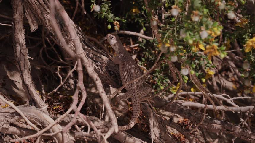 A desert lizard is perfectly camouflaged as it rests among the gnarled branches and green foliage of a creosote bush