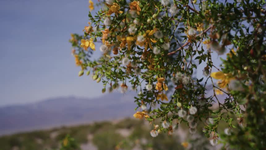 A desert bush with yellow flowers and white seed pods gently sways in the wind with mountains in the background