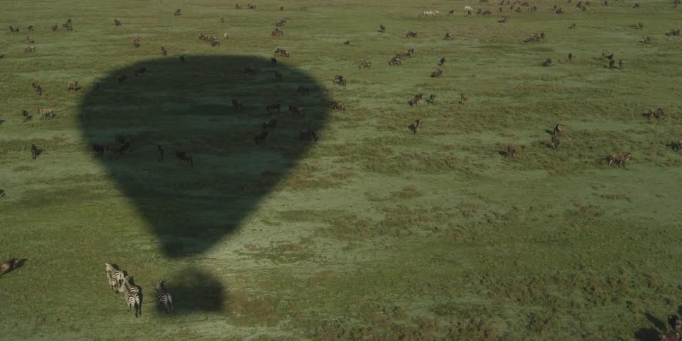 The shadow of a hot air balloon passing over scrub brush and running zebras