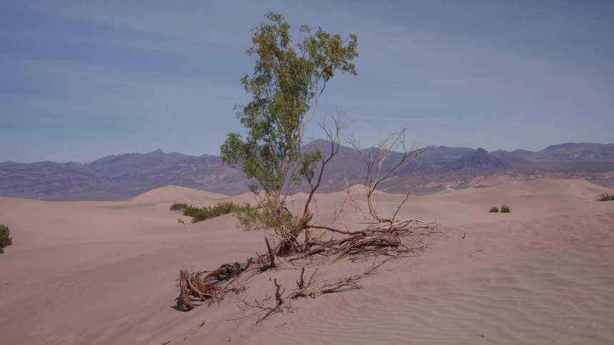 A lone green tree with exposed roots stands tall in a vast desert landscape with sand dunes and mountains in the background