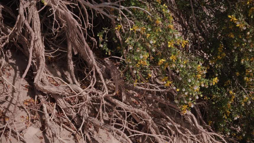 A vertical shot shows a camouflaged lizard resting on the tangled roots of a flowering desert bush