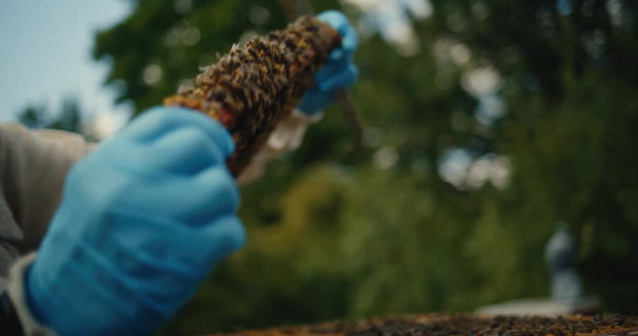A beekeeper wearing protective gloves carefully handles a bustling hive frame covered in bees, inspecting the honeycomb in slow motion