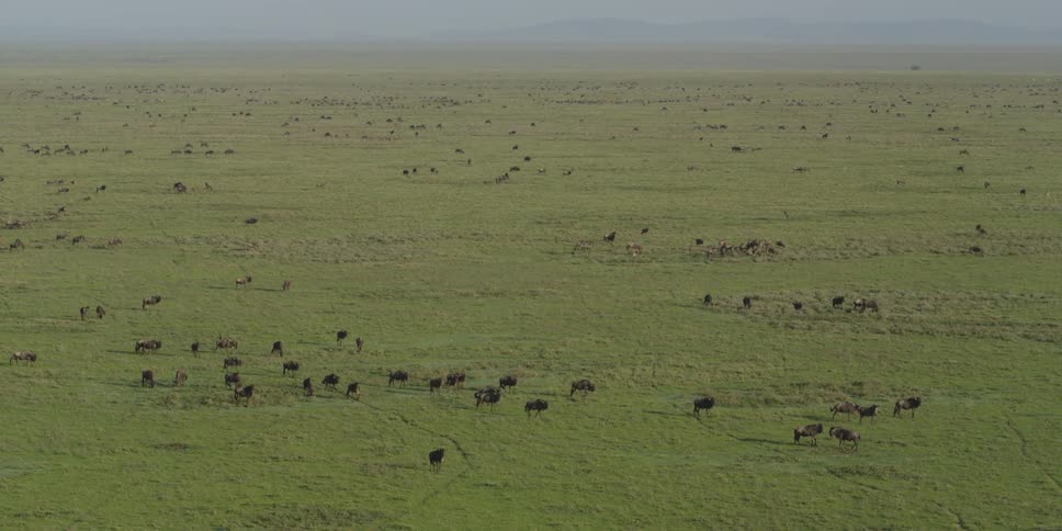 Overhead view of cattle marching across the plains