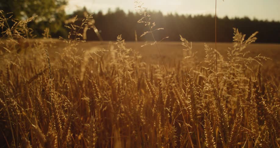 Golden stalks of wheat sway gently in a rural field during a warm and hazy sunset