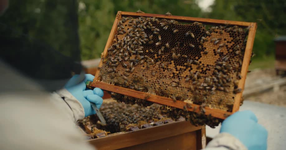 A beekeeper carefully inspects a honeycomb frame teeming with bees while gently smoking them