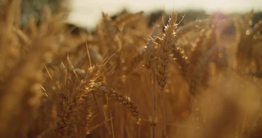 The sun flares warmly through a golden wheat field during a beautiful sunset, with the focus pulling to a single stalk
