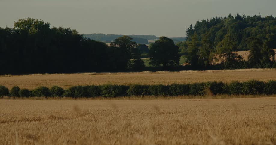 Golden light illuminates a vast wheat field in the tranquil countryside, with dense forests in the background