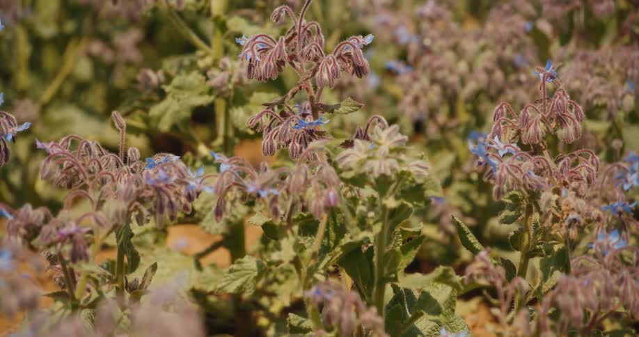 A single bumblebee flies around and pollinates a field of blooming blue borage flowers in the sunlight