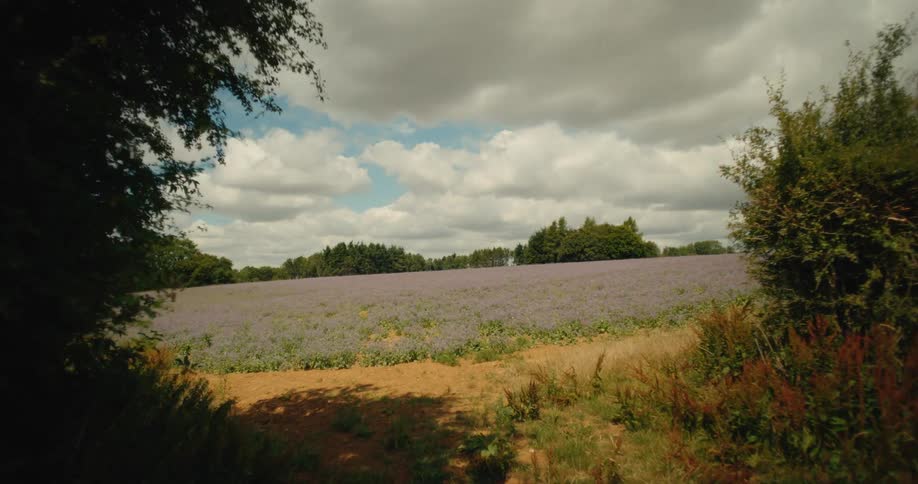 A slow forward tracking shot reveals a vast field of blooming purple flowers in the English countryside on a partly cloudy day