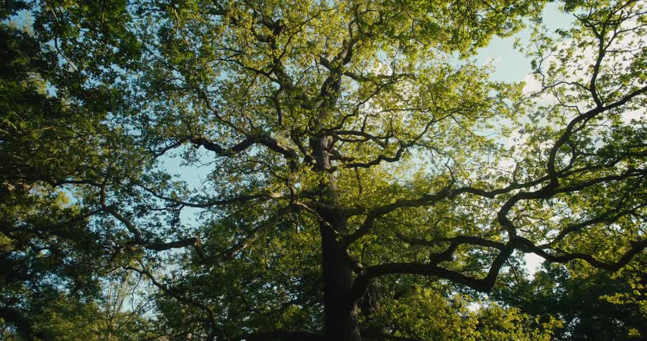 A slow upward camera movement reveals the magnificent canopy of a large, ancient tree against a sunlit sky