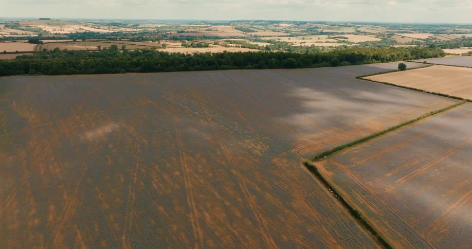 A serene aerial view shows vast, picturesque fields of blooming purple flax in the countryside as cloud shadows drift across the landscape