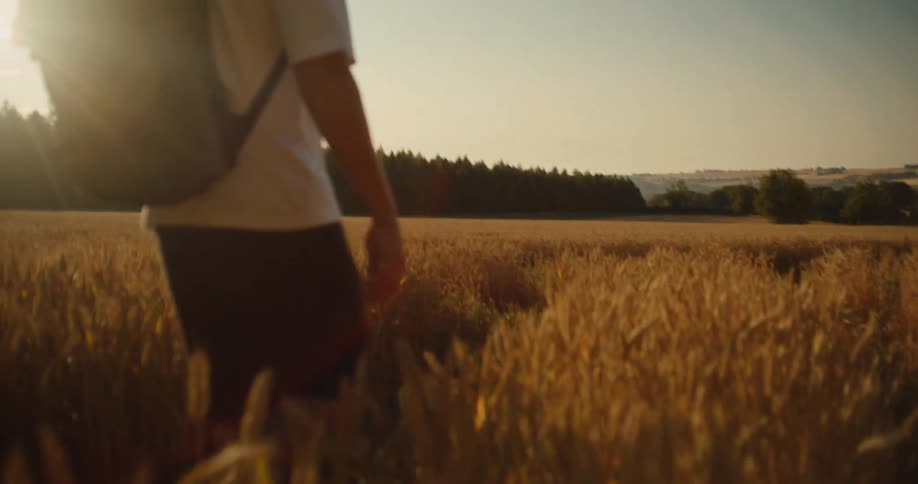 A traveler with a backpack walks through a beautiful, sun-drenched wheat field in slow motion