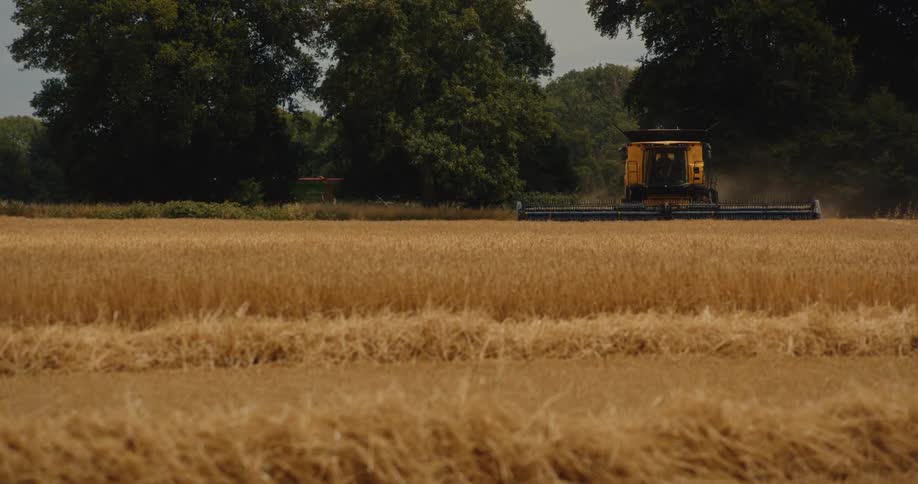 A combine harvester moves through a vast golden wheat field, cutting the crops during the summer harvest