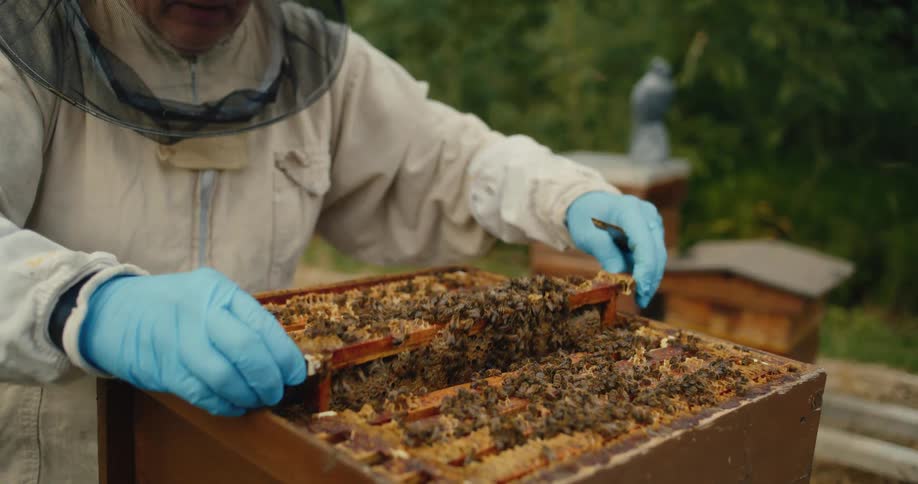A beekeeper in protective gear carefully inspects a honeycomb frame full of bees before placing it back into the hive