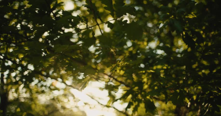 Sunlight streams through the green leaves of a forest tree, creating a beautiful and peaceful bokeh effect with lens flares