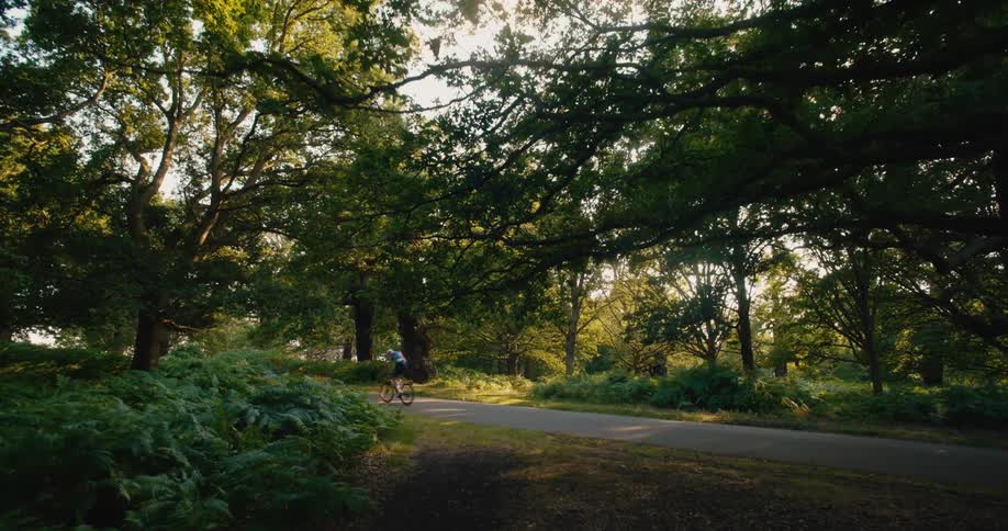 Two cyclists ride along a beautiful path under a canopy of trees in a sun-dappled forest