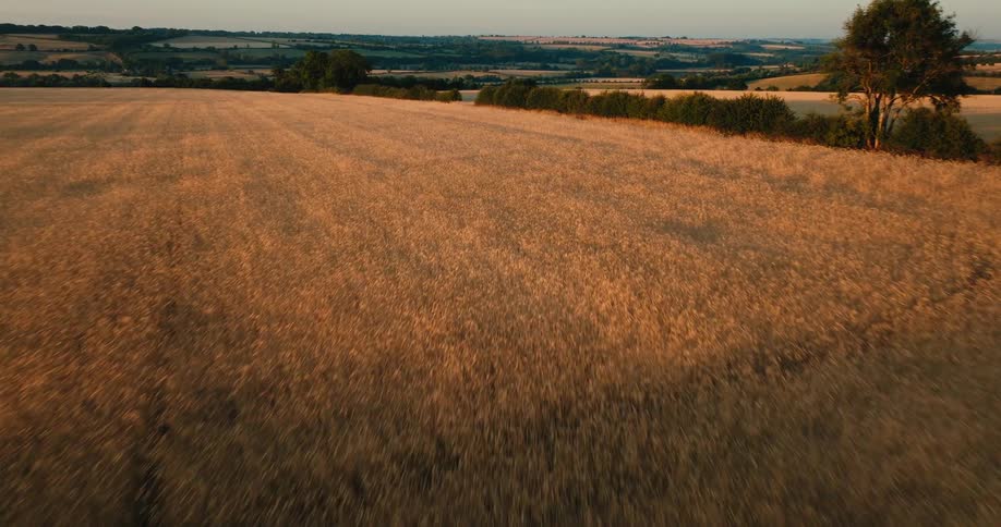 A beautiful aerial shot flies over a golden field of wheat during a warm sunset in the rolling countryside