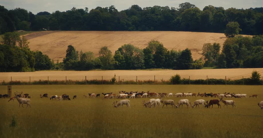 A large herd of deer, including several white stags, graze peacefully in a vast, sunlit green field in the countryside