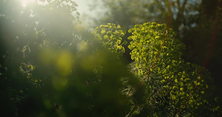 Sunlight flares through lush green plants in a garden, with a slow, dreamy rack focus revealing the foliage