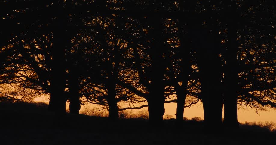 A line of bare, silhouetted trees stands against a vibrant orange sky during a peaceful sunset