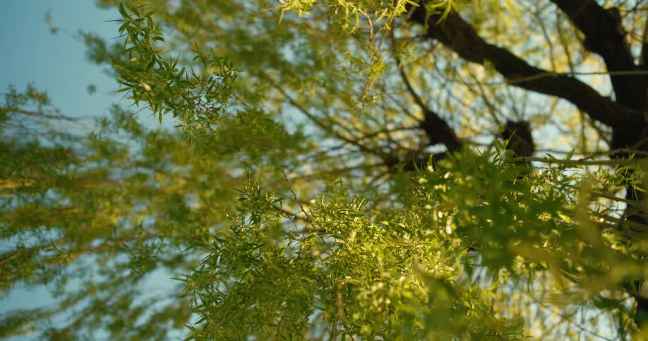 Sunlit green leaves of a willow tree sway gently in the breeze against a clear blue sky