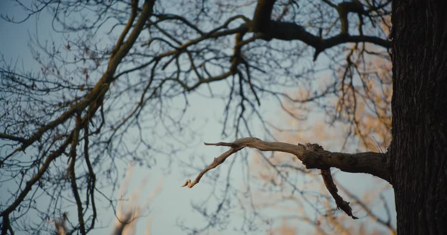 A black crow perched on a bare tree branch takes flight in slow motion against a pale blue sky