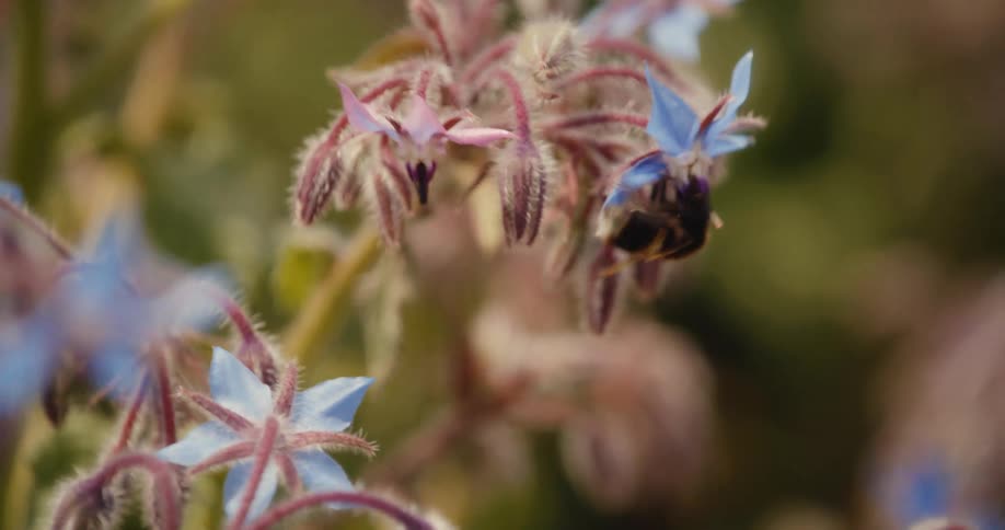 A macro slow-motion shot captures a busy bumblebee pollinating delicate blue and pink borage flowers in a sunlit garden
