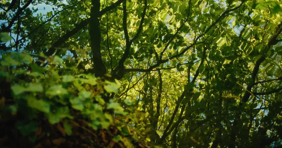 Lush green summer leaves and tree branches create an impressionistic reflection in gently rippling water
