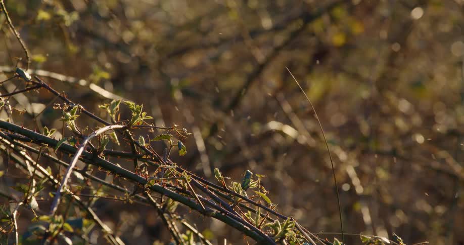 A swarm of midges dance in the golden hour sunlight above a thorny bramble bush