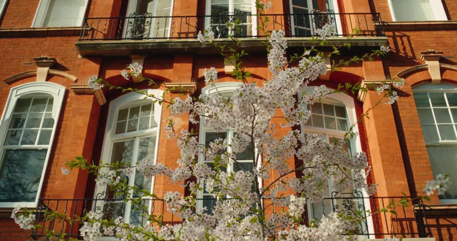 A close up of a blooming white cherry blossom tree against an ornate red brick building on a sunny spring day