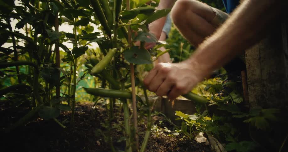 Low angle shot of a man harvesting fresh broad beans from a plant in a vegetable patch