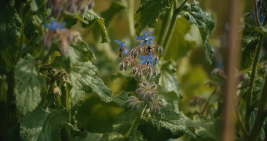 A mesmerizing slow-motion close-up of bees pollinating vibrant blue borage flowers in a sunlit garden